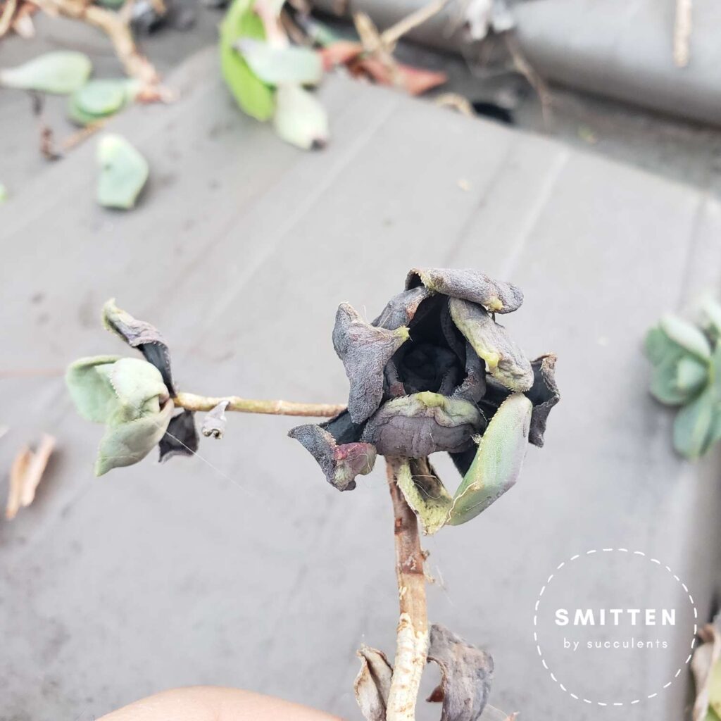 Rotted Aeonium haworthii (Pinwheel)