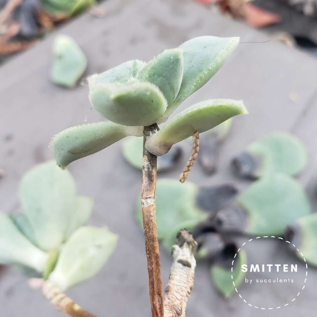 Rotted Aeonium haworthii (Pinwheel)