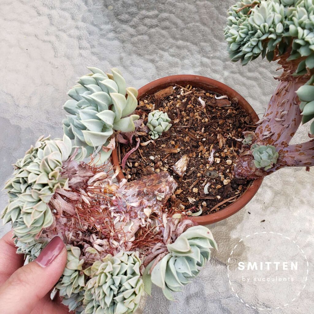 Crested Echeveria runyonii 'Topsy Turvy'