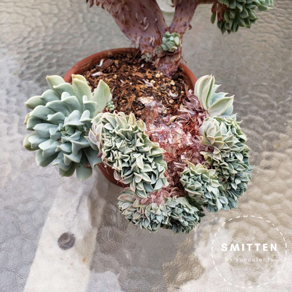 Crested Echeveria runyonii 'Topsy Turvy'