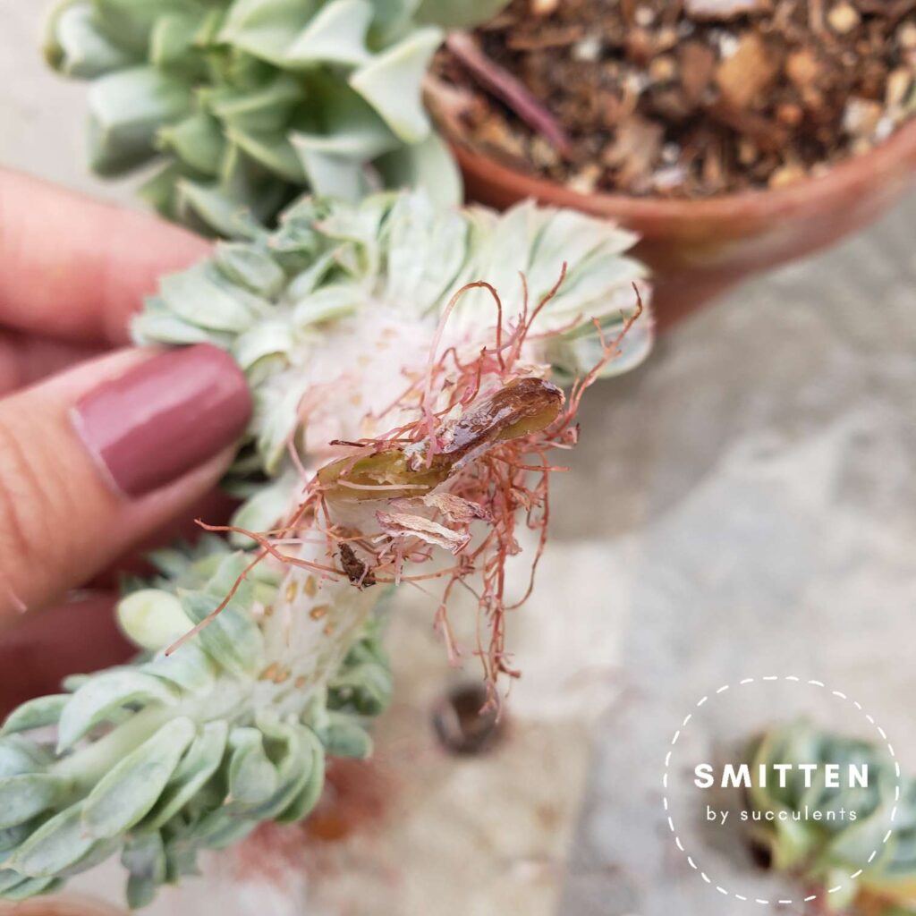 Crested Echeveria runyonii 'Topsy Turvy'